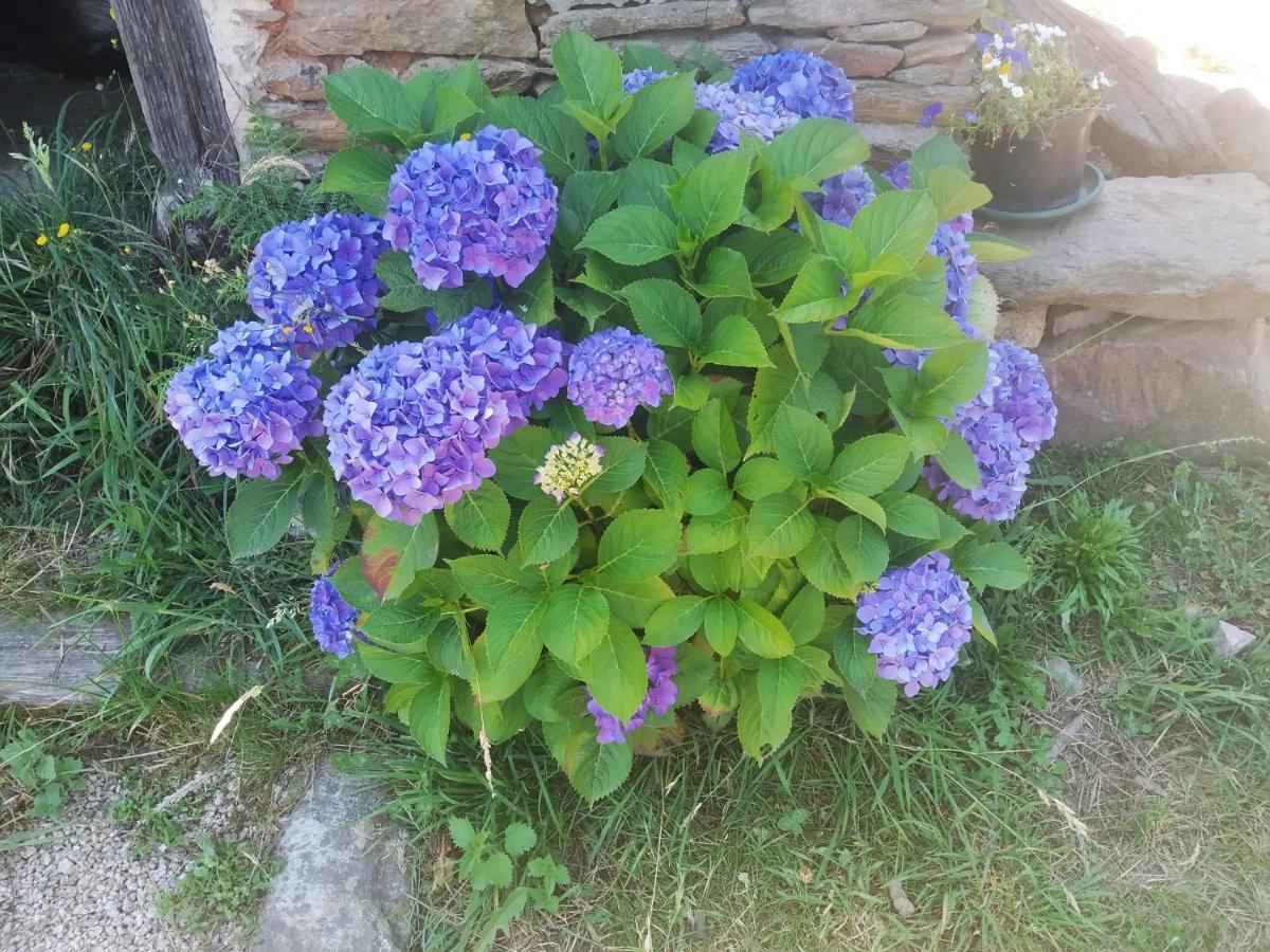 Apartamento Felicitas En La Casa De Cobos, Ribeira Sacra Puebla Del Brollon Esterno foto